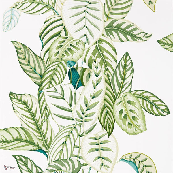 Calathea behang in Green van Sanderson