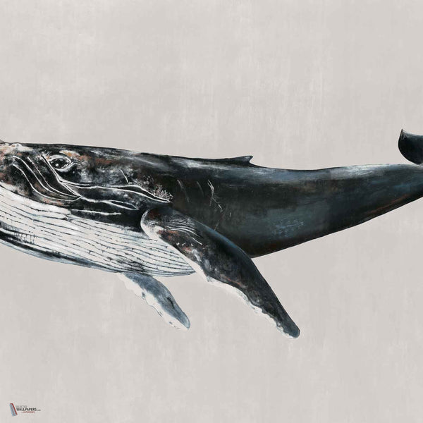 Humpback Whale wallpaper in Grey by Coordonne