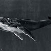 Humpback Whale wallpaper in Night by Coordonne