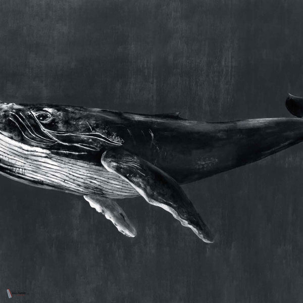 Humpback Whale wallpaper in Night by Coordonne