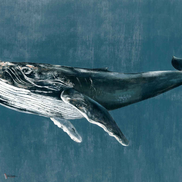 Humpback Whale wallpaper in Vintage by Coordonne