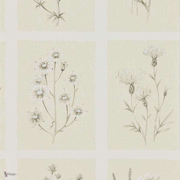 Little Thistles wallpaper in Ecru van Sanderson