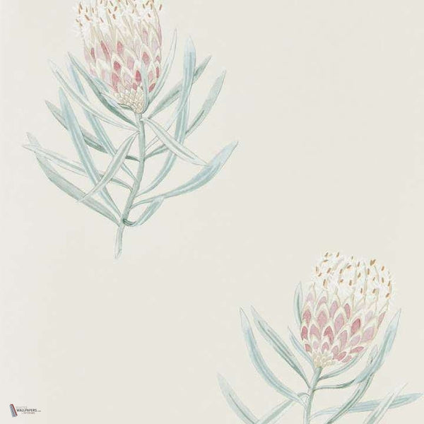 Protea Flower wallpaper in Procelain/Blush van Sanderson