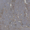 Cork Natural Palette-wallpaper-Greenland-Cosmic Sky-Meter (M1)-N158NQ8305-Selected Wallpapers