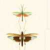 Entomologie-Tapete-Mind the Gap-Bruin/Taupe-300 cm (standaard)-WP20233-Selected Wallpapers