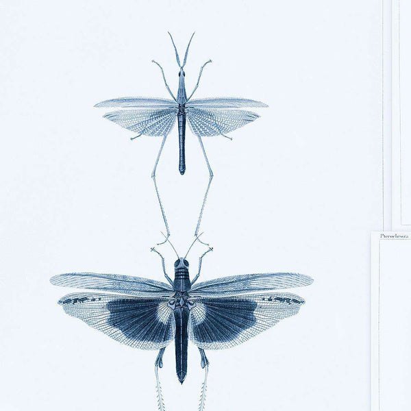 Entomologie-Tapete-Mind the Gap-Blauw-300 cm (standaard)-WP20235-Selected Wallpapers
