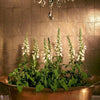 Antique Mirror wallpaper-Cole & Son-Selected Wallpapers & Interiors