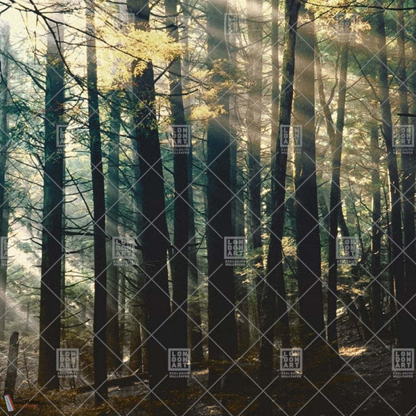 Canadian Forest behang-LondonArt-02-RAW-S120-Selected-Wallpapers-Interiors