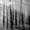 Canadian Forest behang-LondonArt-03-RAW-S120-Selected-Wallpapers-Interiors