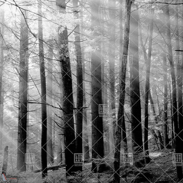 Canadian Forest behang-LondonArt-03-RAW-S120-Selected-Wallpapers-Interiors