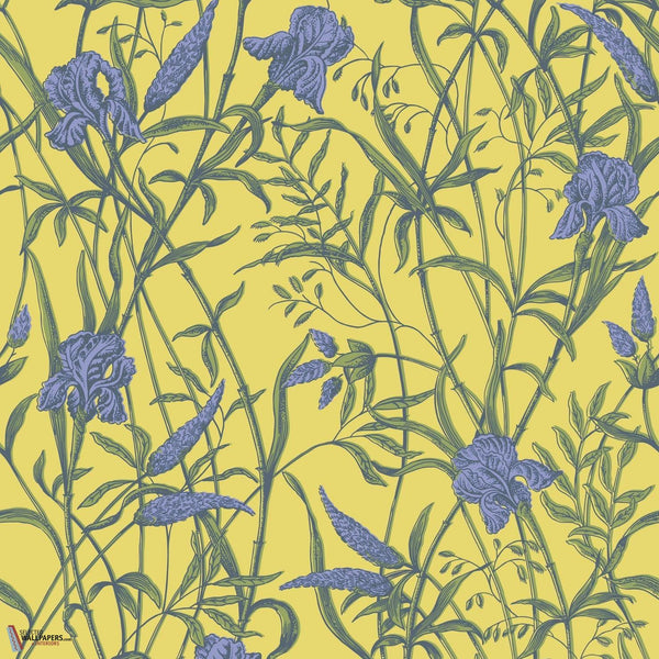 Iris wallpaper Cole & Son