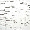Enchanted Woods II-wallpaper-Phillip Jeffries-Bestowed Birch-Roll-709-Selected Wallpapers