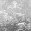 Into the Woods-LondonArt-behang-2-RAW-S120-Selected-Wallpapers-Interiors