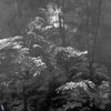Into the Woods-LondonArt-behang-3-RAW-S120-Selected-Wallpapers-Interiors