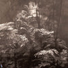 Into the Woods-LondonArt-behang-4-RAW-S120-Selected-Wallpapers-Interiors