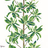 Mangrove tree behang-Thibaut-Green and white-Rol-Selected Wallpapers-Interiors