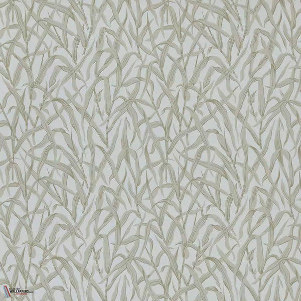 Ornamental Grasses wallpaper-1838 wallcoverings-Selected Wallpapers & Interiors