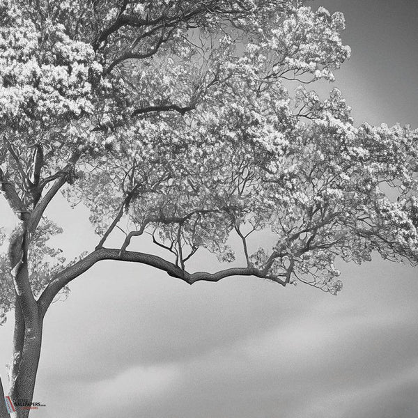 The Silent Witness behang-behang-LondonArt-1-RAW-S120-M2-Selected Wallpapers & Interiors