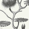 Lily behang in Black on White van Cole & Son