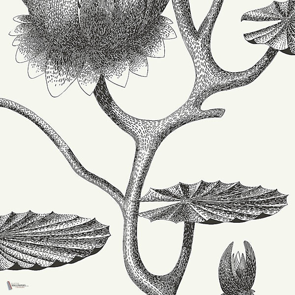 Lily behang in Black on White van Cole & Son