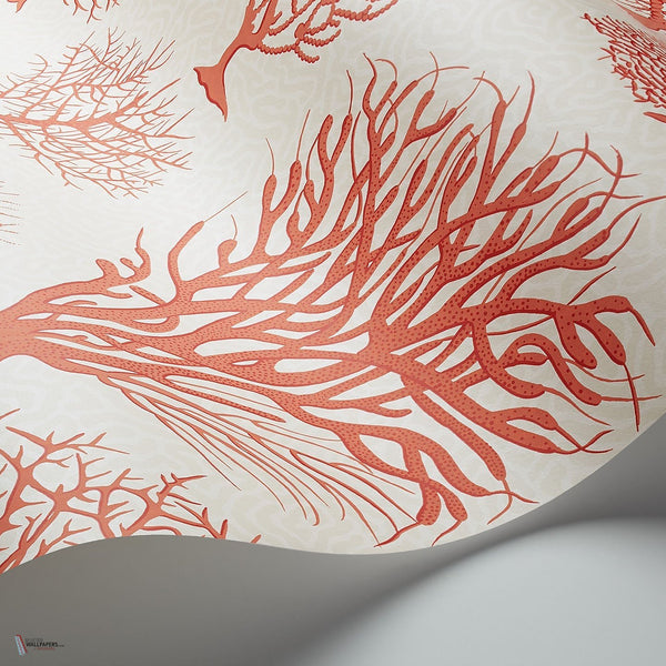 Seafern behang in Rouge on Parchment van Cole & Son