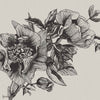 Giant Peonies wallpaper in Ink by Coordonne