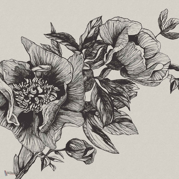Giant Peonies wallpaper in Ink by Coordonne