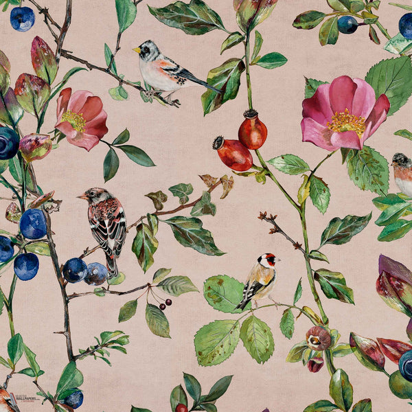 Goldfinch Song behang in Blush van Coordonne