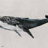 Humpback Whale wallpaper in Grey by Coordonne