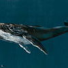 Humpback Whale wallpaper in Ocean by Coordonne