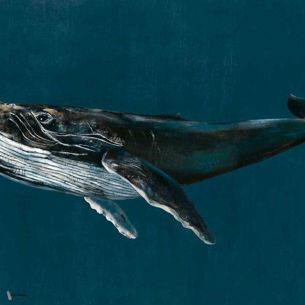 Humpback Whale wallpaper in Ocean by Coordonne