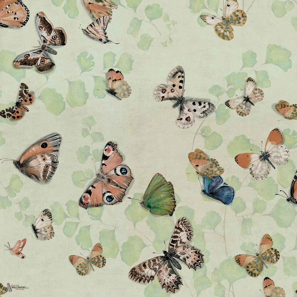 Magic Butterflies Tapete in Maca von Coordonne