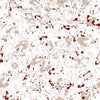 Salines wallpaper in Wine by Coordonne
