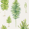 Fernery wallpaper in Green van Sanderson