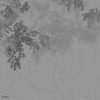 Curiosity wallpaper in GLX672B by Glamora