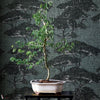 Torrey Pines wallpaper-Thibaut-Selected Wallpapers-Interiors