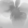 Petal Glow wallpaper by LondonArt — colour swatch
