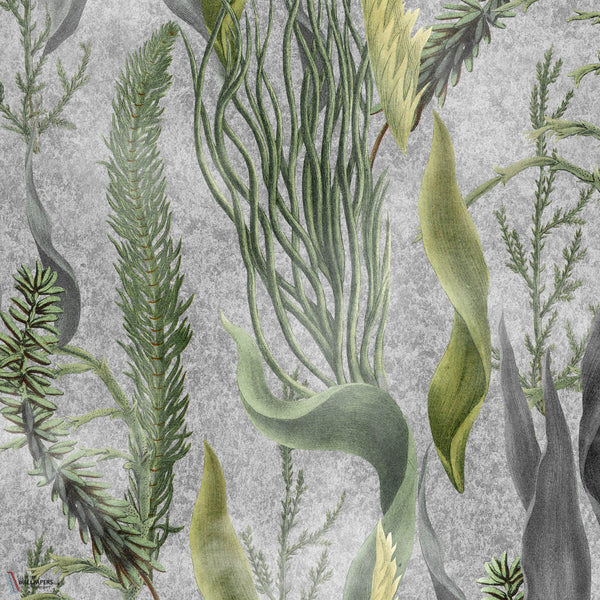 Aquatic Plants papier peint en Grey de Mind the Gap