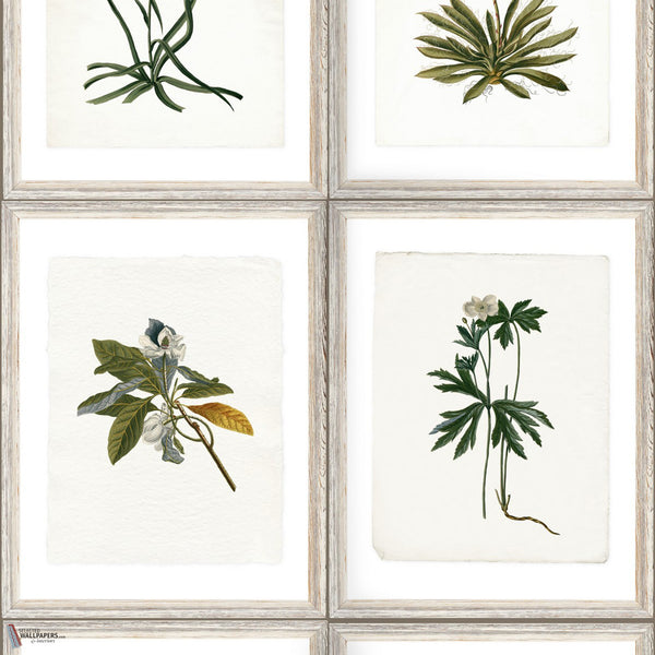 Botany wallpaper in Multicolor by Mind the Gap