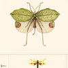 Entomology papier peint en Bruin/Taupe de Mind the Gap