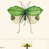 Entomology papier peint en Groen/Taupe de Mind the Gap