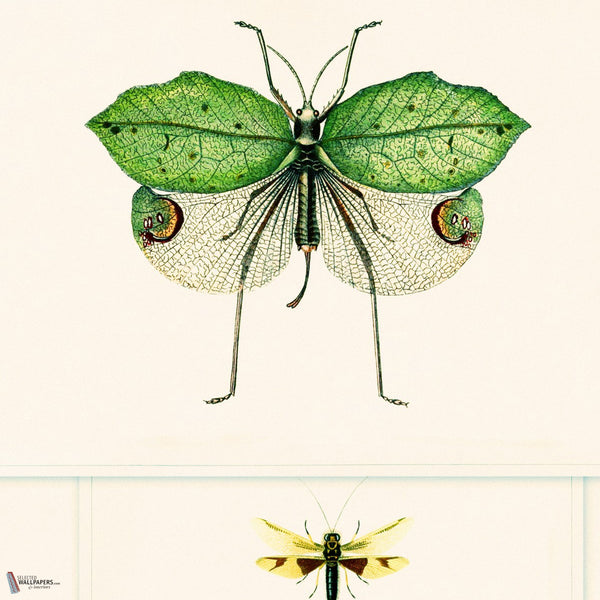 Entomology papier peint en Groen/Taupe de Mind the Gap