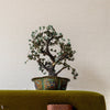 Diane Tapete von Pierre Frey Interieur