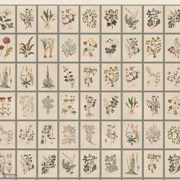 Renaissance Herbier behang van Iksel — Original, detail