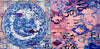The Pink Delft wallpaper in Blue and White van Daisy James — interieur