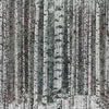 Murrine Wood behang in Cold van Tecnografica — kleurstaal