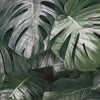 Photographic Jungle wallpaper in Cold by Tecnografica — colour swatch