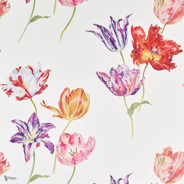 Tulipomania wallpaper in Botanical van Sanderson
