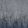 Anthuse-behang-Glamora-2A-GlamFusion-GLHY42A-Selected Wallpapers
