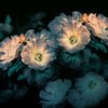 Aroma-behang-Inkiostro Bianco-2-Vinyl 68 cm-INKGLXY1902-Selected Wallpapers